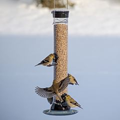 Droll Yankees® Onyx Clever Clean & Fill® Sunflower Tube Bird Feeder - 2 lb