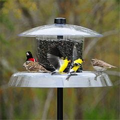 Droll Yankees® Jagunda® Squirrel-Proof Bird Feeder with Auger - 6 lb