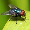 Flies