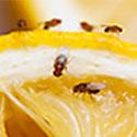 Fruit Flies