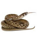 Non-Venomous Snakes