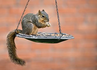 Birdfeeders