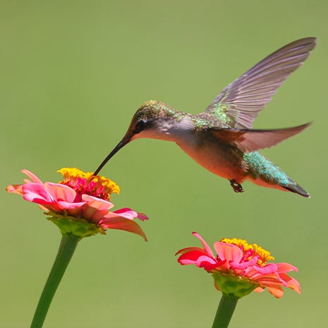 Mimics Real Flower Nectar