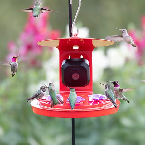 Attract More Hummingbirds