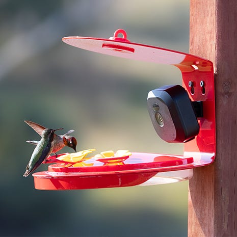 Smart Camera Hummingbird Feeder