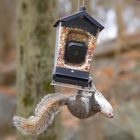 Squirrel-Resistant Design