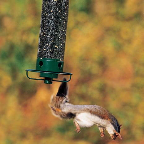 Squirrel-proof design