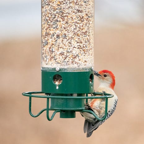 Feed birds not squirrels
