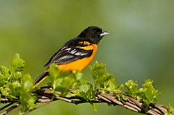 Perky-Pet® Ready-to-Use Oriole Food