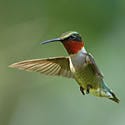 Ruby-throated Hummingbird