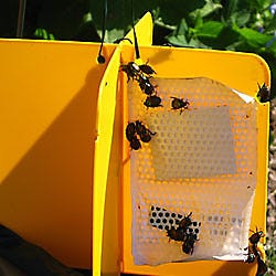 Japanese Beetle Trap Safer® Brand Japanese Beetle Trap Collapsible Stand