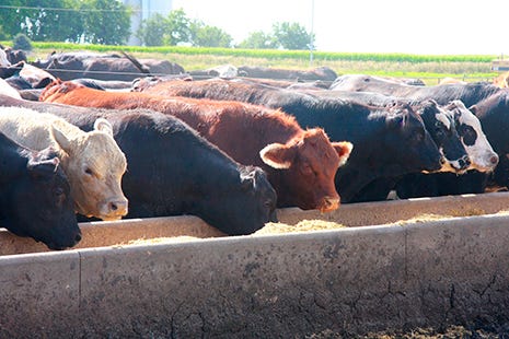 Anti-Caking Animal Food Additive
