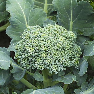 Broccoli