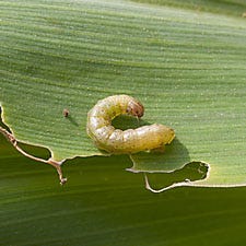 Armyworm