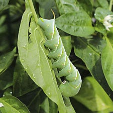 Tomato Hornworm