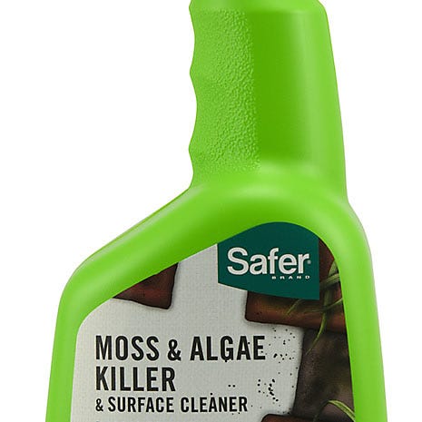 moss and algae