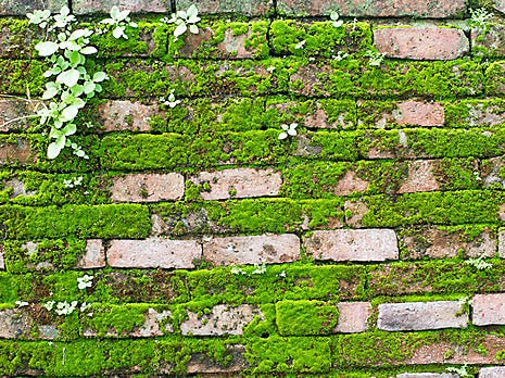 brick wall with moss