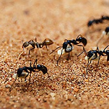 ant bait image 1