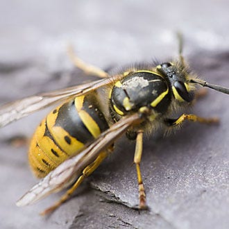 Attract and Trap Wasps
