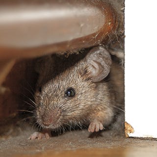 Mouse Closeup
