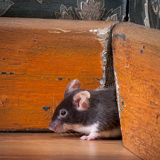 Mouse near baseboard