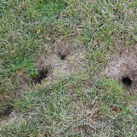 Made to catch gophers in the ground