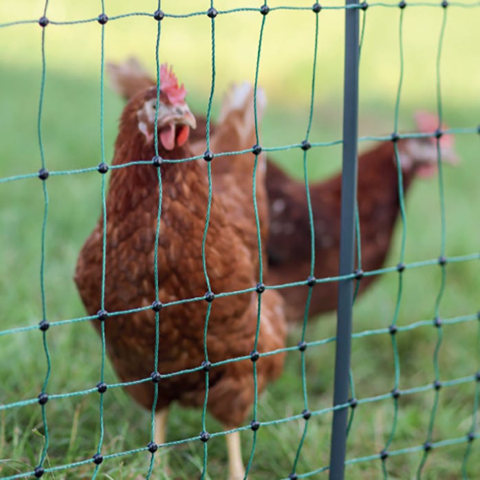 Protect Your Poultry